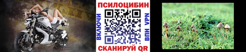 Галлюциногенные грибы Psilocybe  Купить где  Назрань 